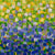 Bonnie Bluebells by Sarah C.B. Guthrie