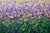 Golden Glow in My Iris Garden by Sarah C.B. Guthrie