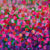 Pink Purple Tulip Pops by Sarah C.B. Guthrie