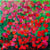A Red, Red Rose by Sarah C.B. Guthrie