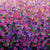 Lilac Pink Purple Joy by Sarah C.B. Guthrie